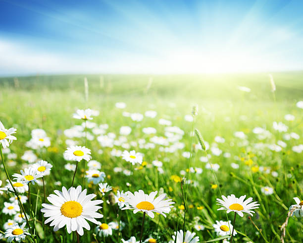 istock field of daisy flowers 177036598