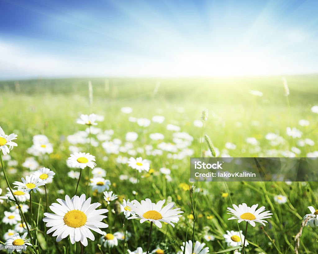 field of daisy flowers Agricultural Field Stock Photo