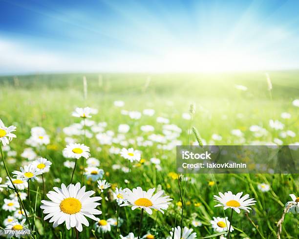 Field Of Daisy Flowers Stock Photo - Download Image Now - Agricultural Field, Beauty In Nature, Blossom