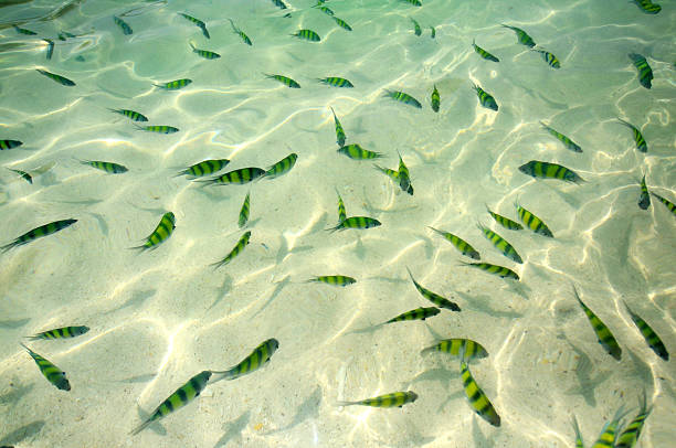istock Fish in the sea 177036769