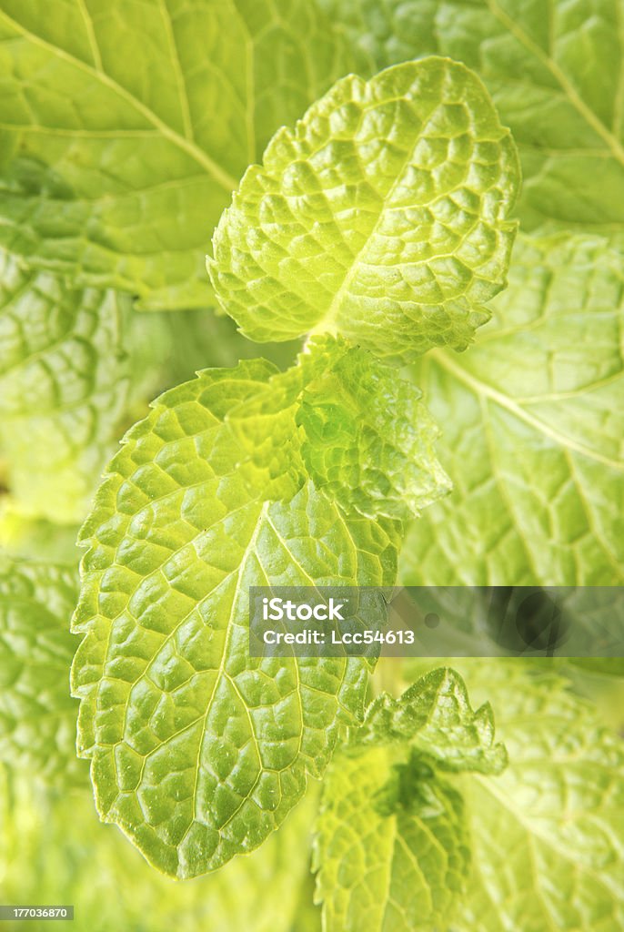 Menta - Foto stock royalty-free di Alimentazione sana