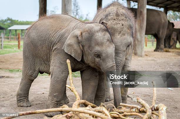 Small Elephants Are Playing Stock Photo - Download Image Now - Animal, Animal Body Part, Animal Ear