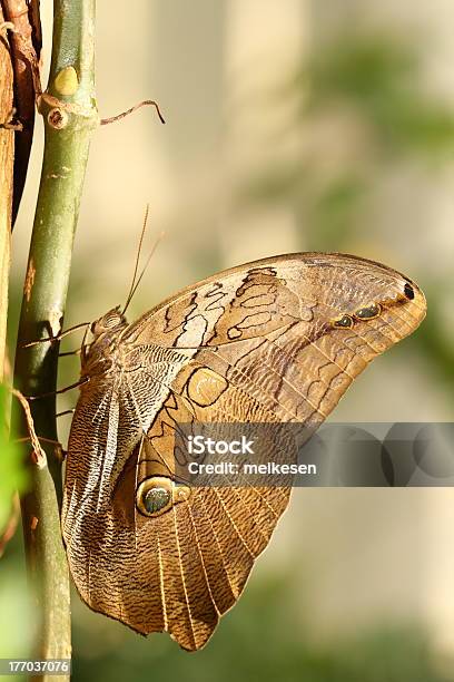 Owl Butterfly Stock Photo - Download Image Now - Animal, Animal Body Part, Animal Wildlife