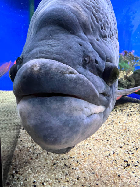 cyphotilapia frontosa, pez endémico del lago tanganica, comúnmente conocido como cíclido frontosa o cíclido jorobado - cyphotilapia frontosa fotografías e imágenes de stock