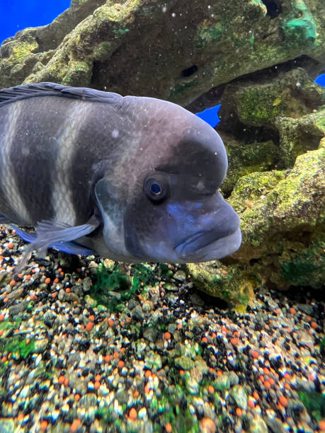 cyphotilapia frontosa fish endemic to lake tanganyika commonly known as the frontosa cichlid or humphead cichlid - cyphotilapia frontosa imagens e fotografias de stock