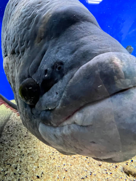 cyphotilapia frontosa, pez endémico del lago tanganica, comúnmente conocido como cíclido frontosa o cíclido jorobado - cyphotilapia frontosa fotografías e imágenes de stock