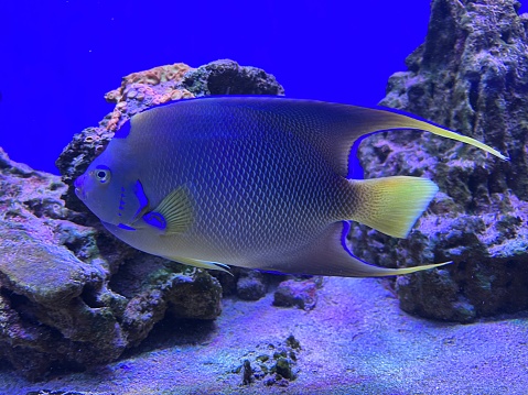 Queen angelfish, blue angelfish, golden angelfish, queen angel, and yellow angelfish (Holacanthus ciliaris) Bonaire, Leeward Islands