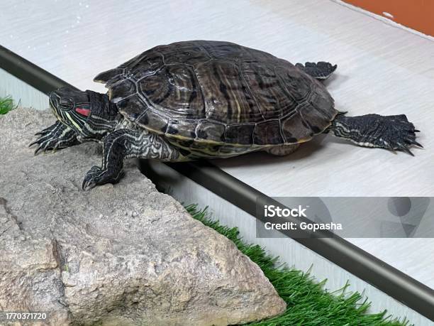 Lat Shell Turtles Redeared Turtle Or Yellowbellied Lat Trachemys Scripta Stripped Painted ...