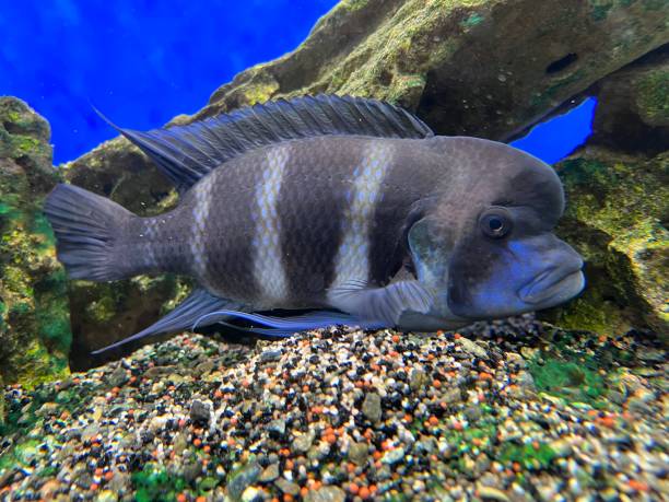 cyphotilapia frontosa, pez endémico del lago tanganica, comúnmente conocido como cíclido frontosa o cíclido jorobado - cyphotilapia frontosa fotografías e imágenes de stock