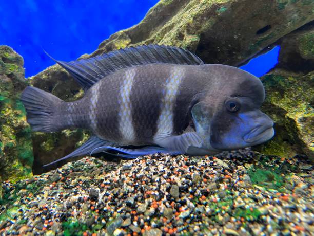 cyphotilapia frontosa est un poisson endémique du lac tanganyika, communément appelé cichlidé de frontosa ou cichlidé à bosse - cyphotilapia frontosa photos et images de collection