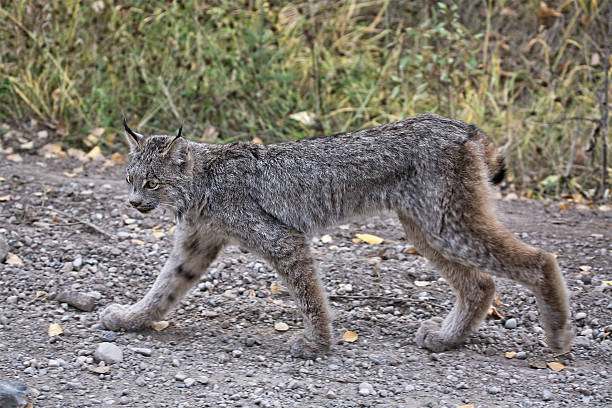 istock Rocky Mountain Lynx 177037185