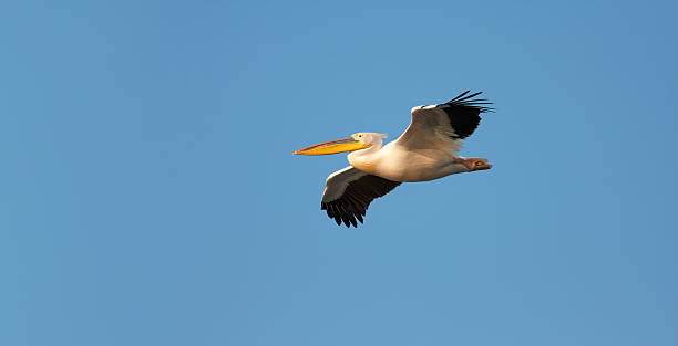 istock Great White Pelican flying against blue sky 177037224