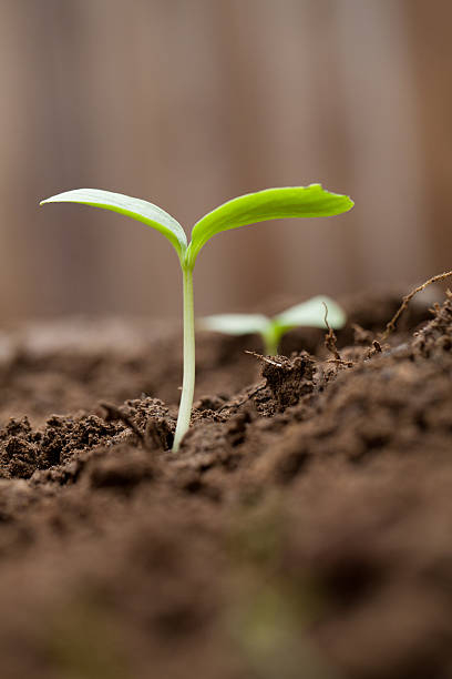 istock Sprout Growing out of dirt 177037271