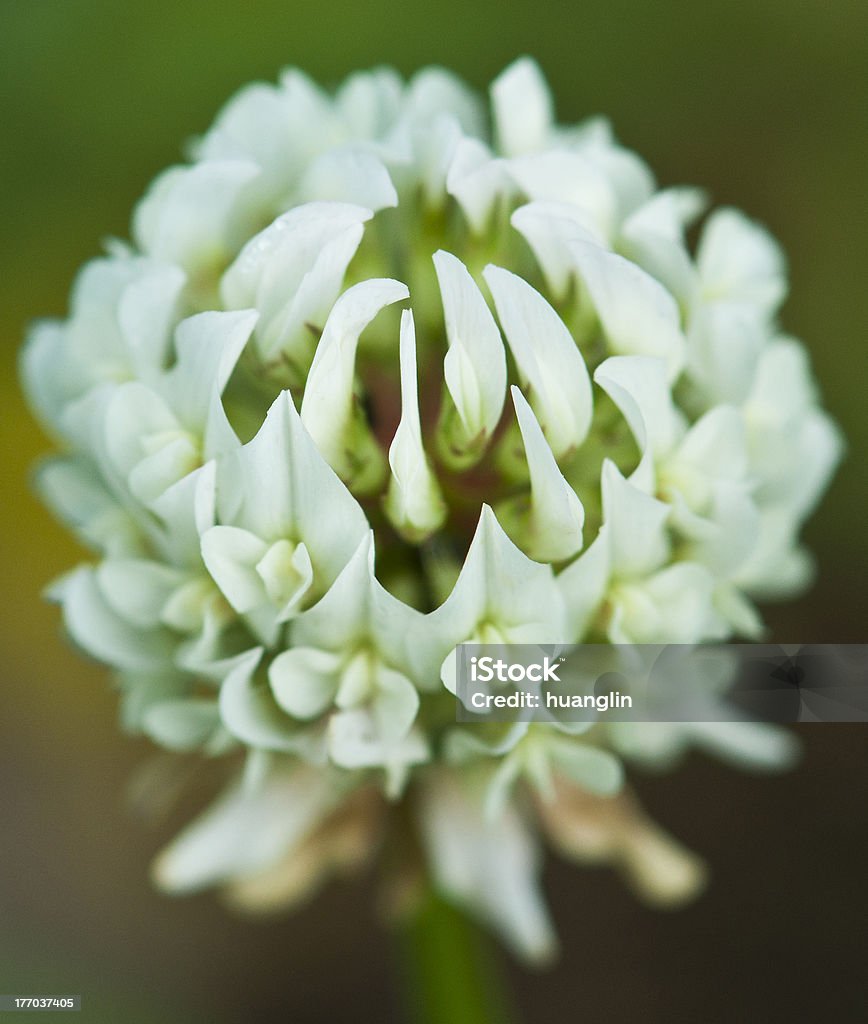 Klee's flower - Lizenzfrei Blume Stock-Foto