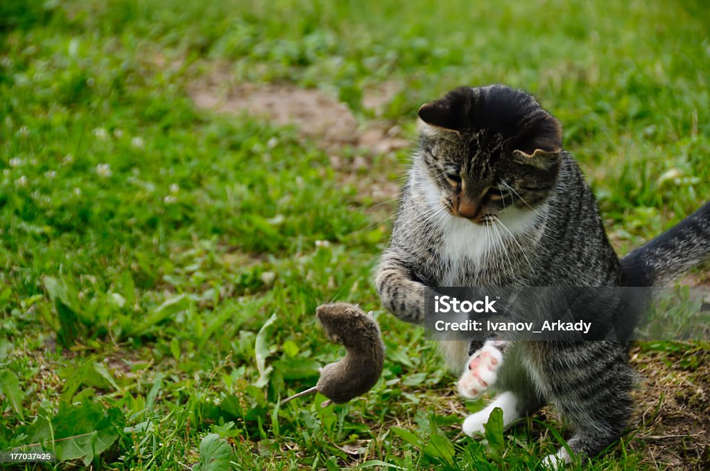 Chat et à la souris - Photo de Agression libre de droits