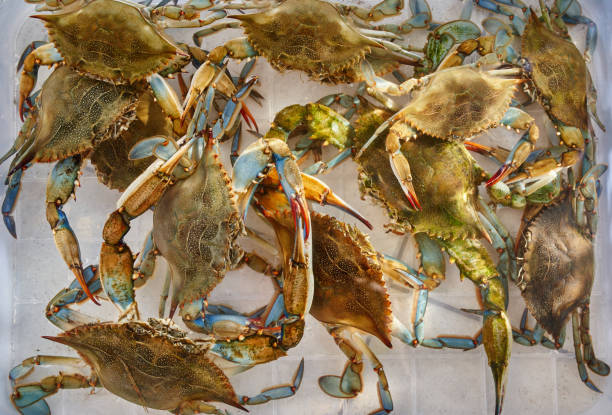istock Green crabs crawl over each other moving their claws in a plastic box 1770375488