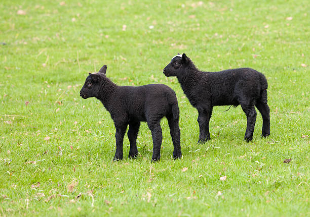 istock Pair of black welsh lambs in meadow 177037622