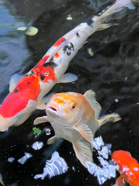istock Koi fish swimming in dark water 1770376636