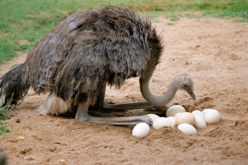 An ostrich returns its twelve eggs in its nest on land