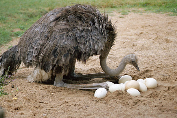 Ostrich and its eggs in nest An ostrich returns its twelve eggs in its nest on land ostrich stock pictures, royalty-free photos & images
