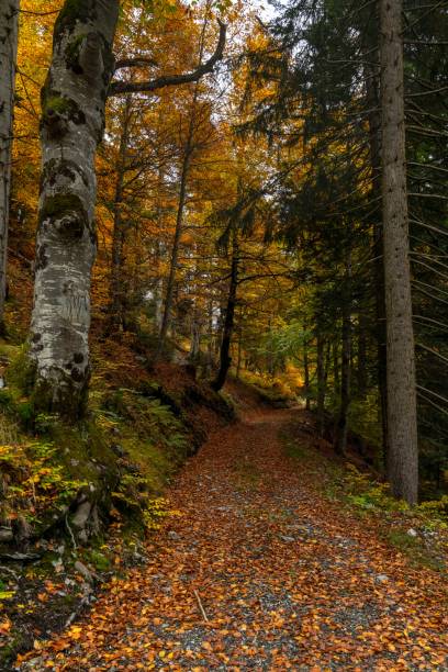 istock gravel road leading uphill through mountainside forest with colourfall fall foliage 1770377823
