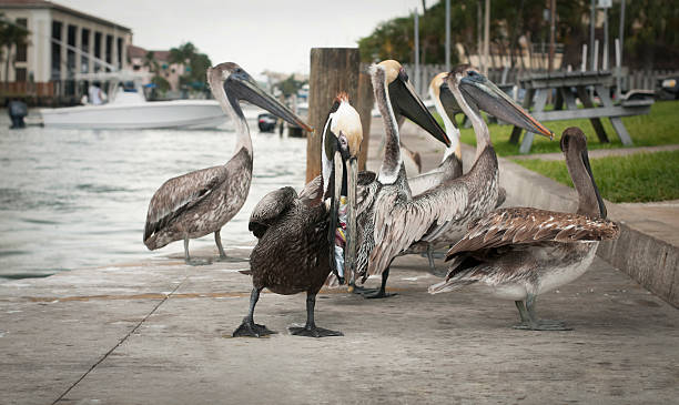 istock Feeding of Pelicans 177037799