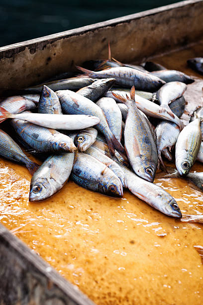 istock Fish for sale at harbour 177037892