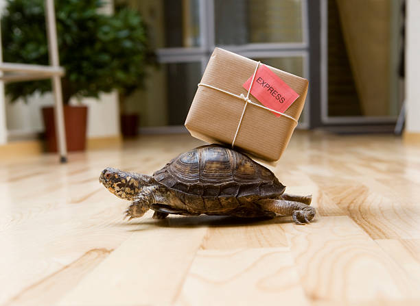 Delivery Turtle stock photo
