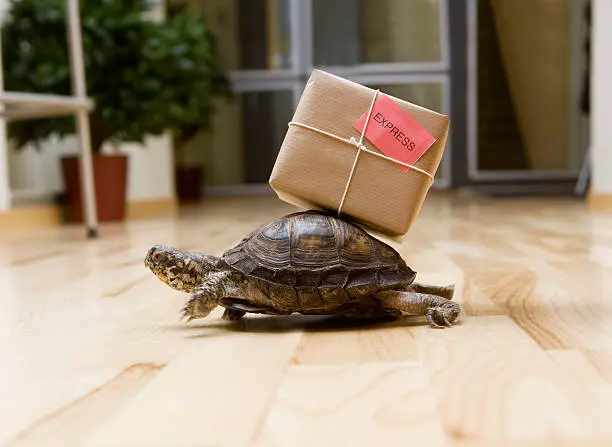 Turtle with a package indoor