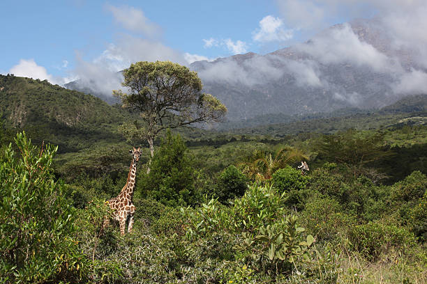 Giraffes in Arusha National Park, Tanzania View of Arusha national Park in Tanzania with one giraffe in the foreground and a second in the distance; in the background is Mount Arusha shrouded in low cloud. arusha region stock pictures, royalty-free photos & images