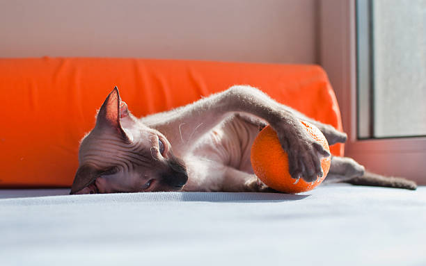 Sphynx cat playing with orange Sphynx cat playing with orange sphynx hairless cat photos stock pictures, royalty-free photos & images