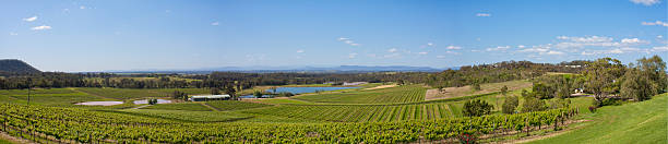 hunter valley winnic na zboczu wzgórza panorama, nsw australi - vineyard hunter valley australia vine zdjęcia i obrazy z banku zdjęć