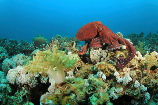 A Reef Octopus hunts on a coral reef