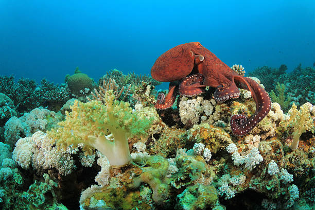 polvo de recife de coral - day octopus imagens e fotografias de stock