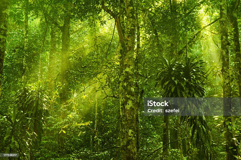 Foresta pluviale - Foto stock royalty-free di Paesaggi