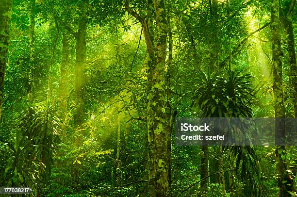 熱帯雨林 - 風景のストックフォトや画像を多数ご用意 - 風景, 内部, 森林