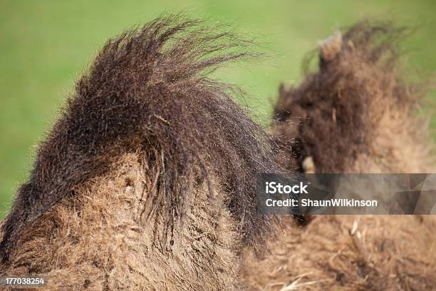 キャメル Humps - ラクダのストックフォトや画像を多数ご用意 - ラクダ, 二つ, 写真