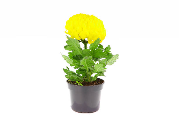 Yellow chrysanthemum flower pot on white background. front view