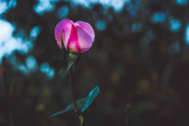 istock Nature, flowers and insects on flowers 1770383354
