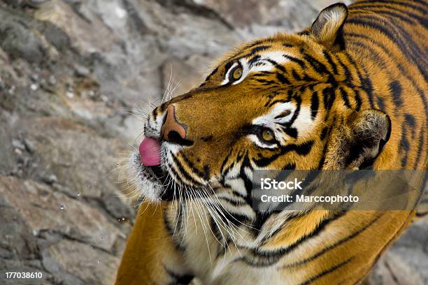 Foto de Fome De Tigre e mais fotos de stock de Animais caçando - Animais caçando, Animal, Animal selvagem