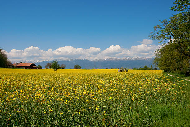 フィールドのセイヨウアブラナ jura 山々、スイス - jura canton ストックフォトと画像