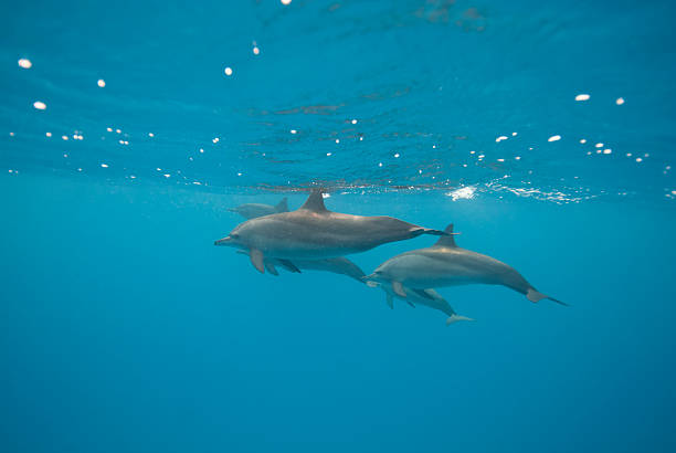 istock Side view of four Spinner dolphins. 177038770