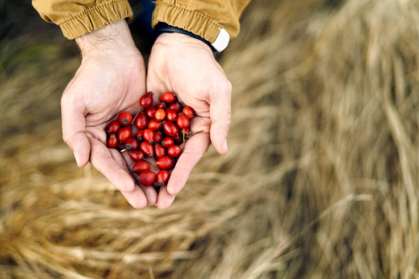 Bunch of red rose hips in male palms against the background of dry grass. Cropped. Faceless Bunch of red rose hips in male palms against the background of dry grass. Cropped. Faceless. High quality photo wild rose hip stock pictures, royalty-free photos & images