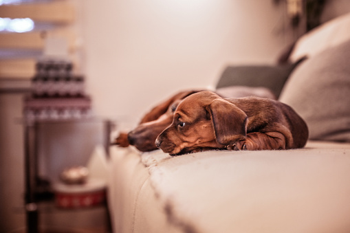 Little baby dachshund dog is sad and worried. He is arguing with his mother.