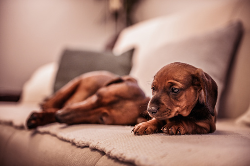 Little baby dachshund dog is sad and worried. He is arguing with his mother.
