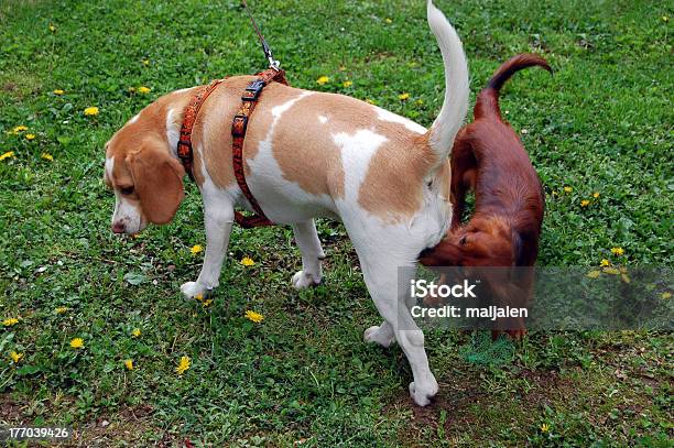 Photo libre de droit de Chien S Habitude banque d'images et plus d'images libres de droit de Chien - Chien, Fesses, Sentir