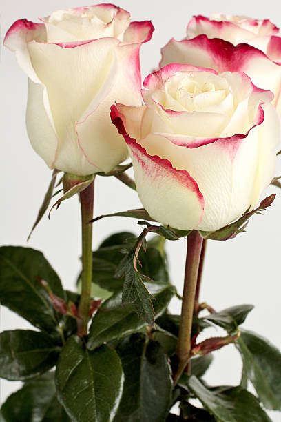 white rose - foto stock