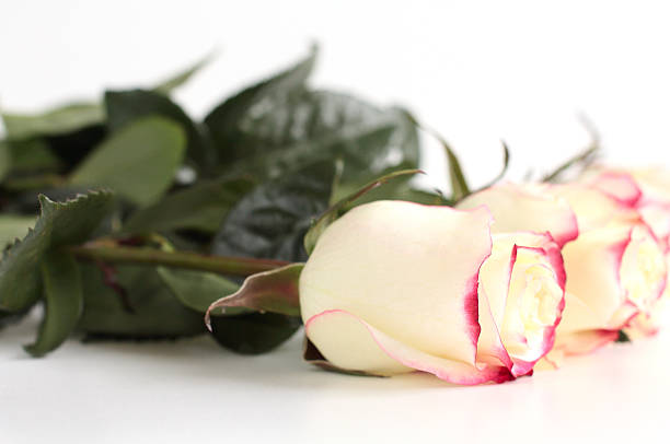 białe róże – zdjęcie