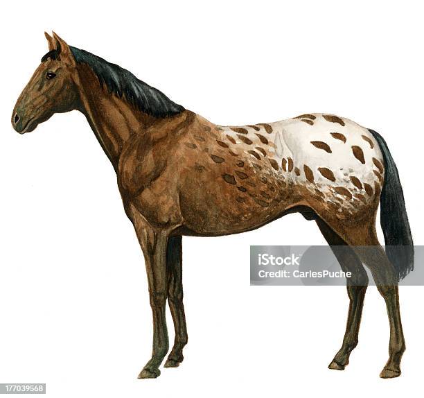 Cavalo Apaloosa Dappled - Arte vetorial de stock e mais imagens de Cavalo - Família do Cavalo - Cavalo - Família do Cavalo, Cultura Tribal da América do Norte, Animal