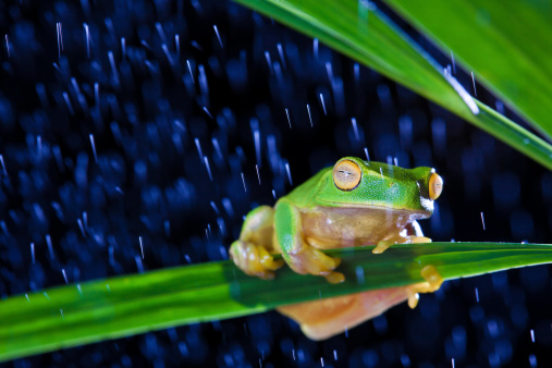 Little green tree frog sitting on grass in rain